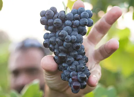 grappe de raisin noir