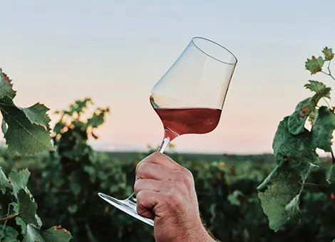 verre de vin rouge dans des vignes