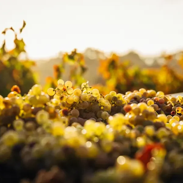 Tas de grappes de raisin dans les vignes