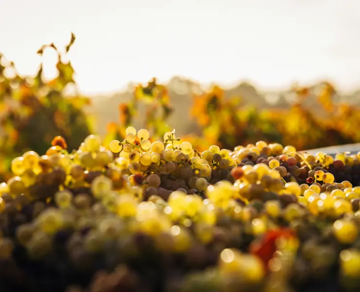 Tas de grappes de raisin dans les vignes