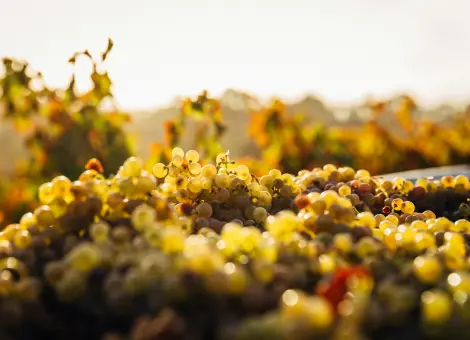 Tas de grappes de raisin blanc